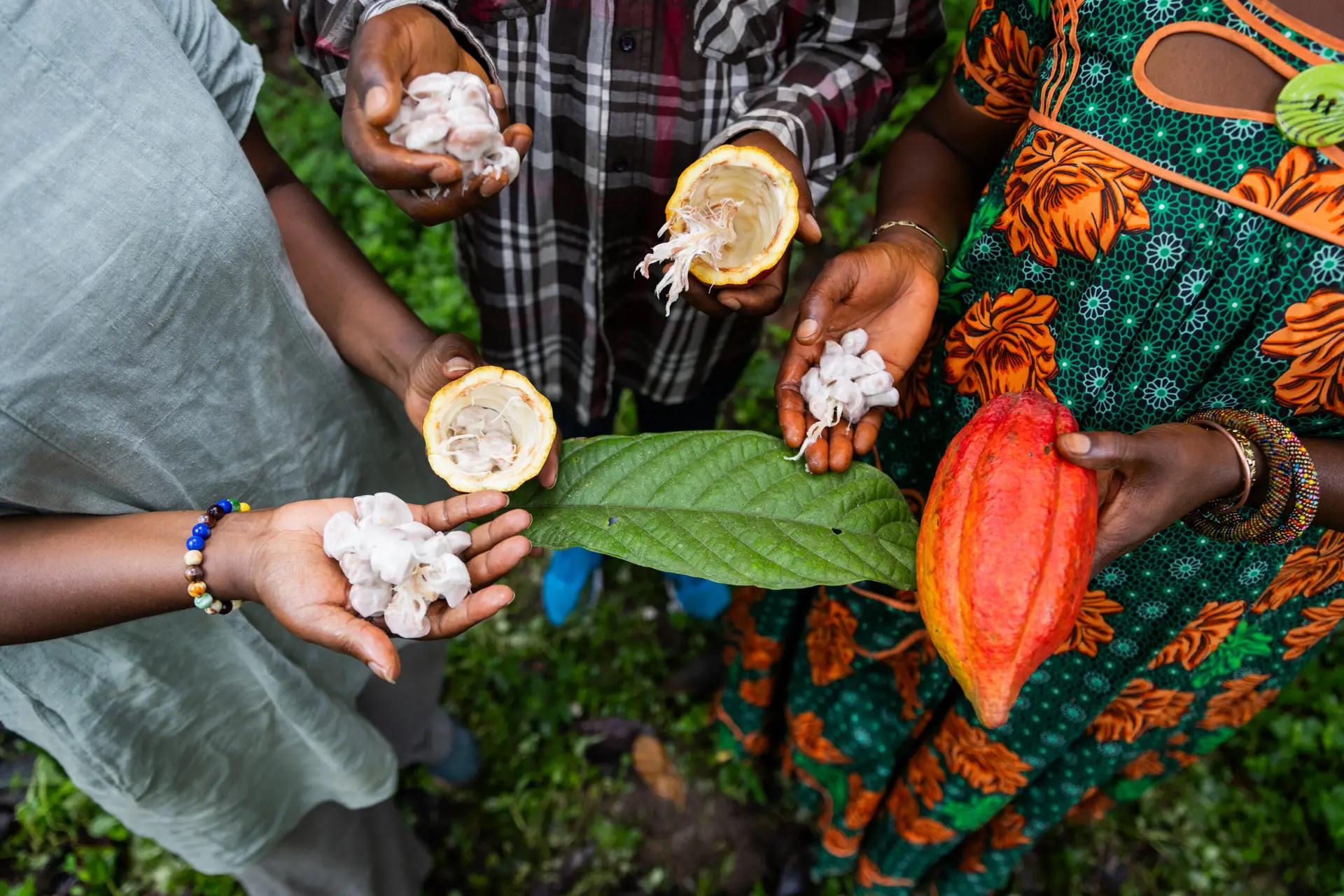 Hands holding freshly harvested cocoa pods and beans